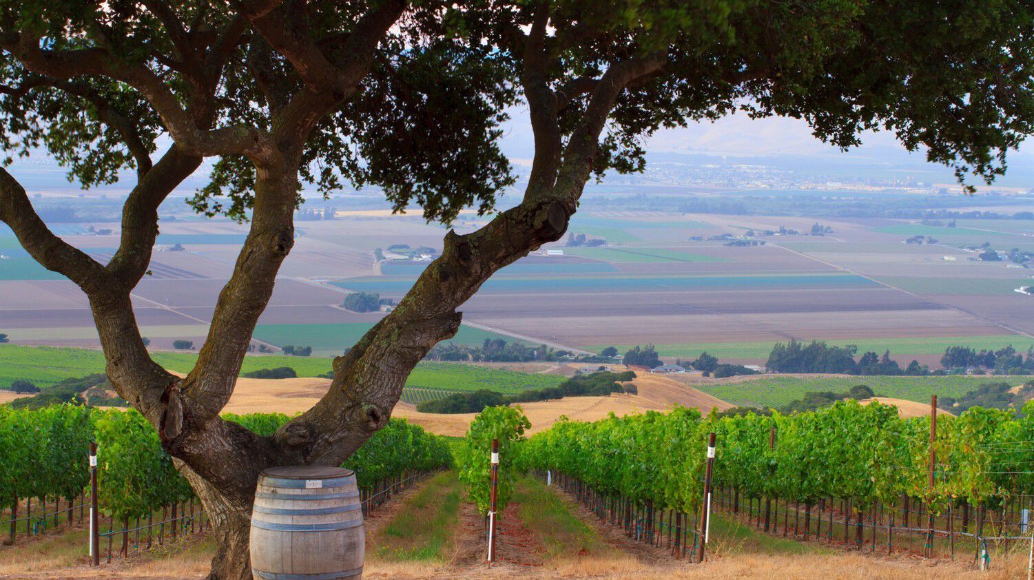 The view at Hahn Family Vineyards